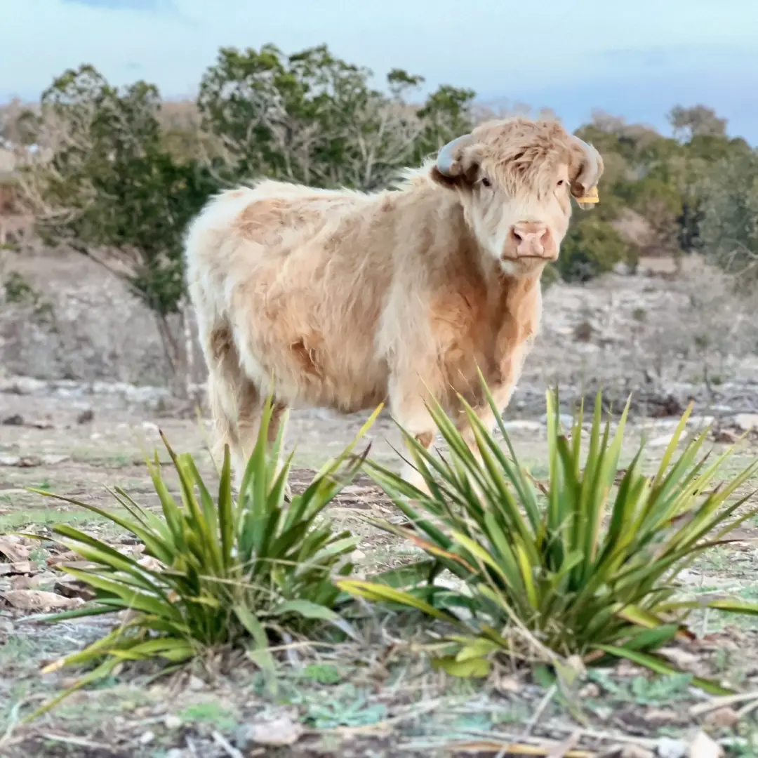 Nebula is a purebred Miniature Highland Yellow Cow, with some of the rarest genetics in the world! This makes her the Gold Standard in Silver Dun.