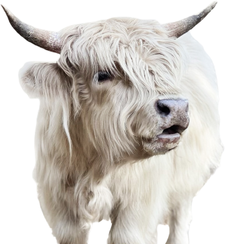 Scottish Highland Cattle - Kasuez Crosstimbers Minis