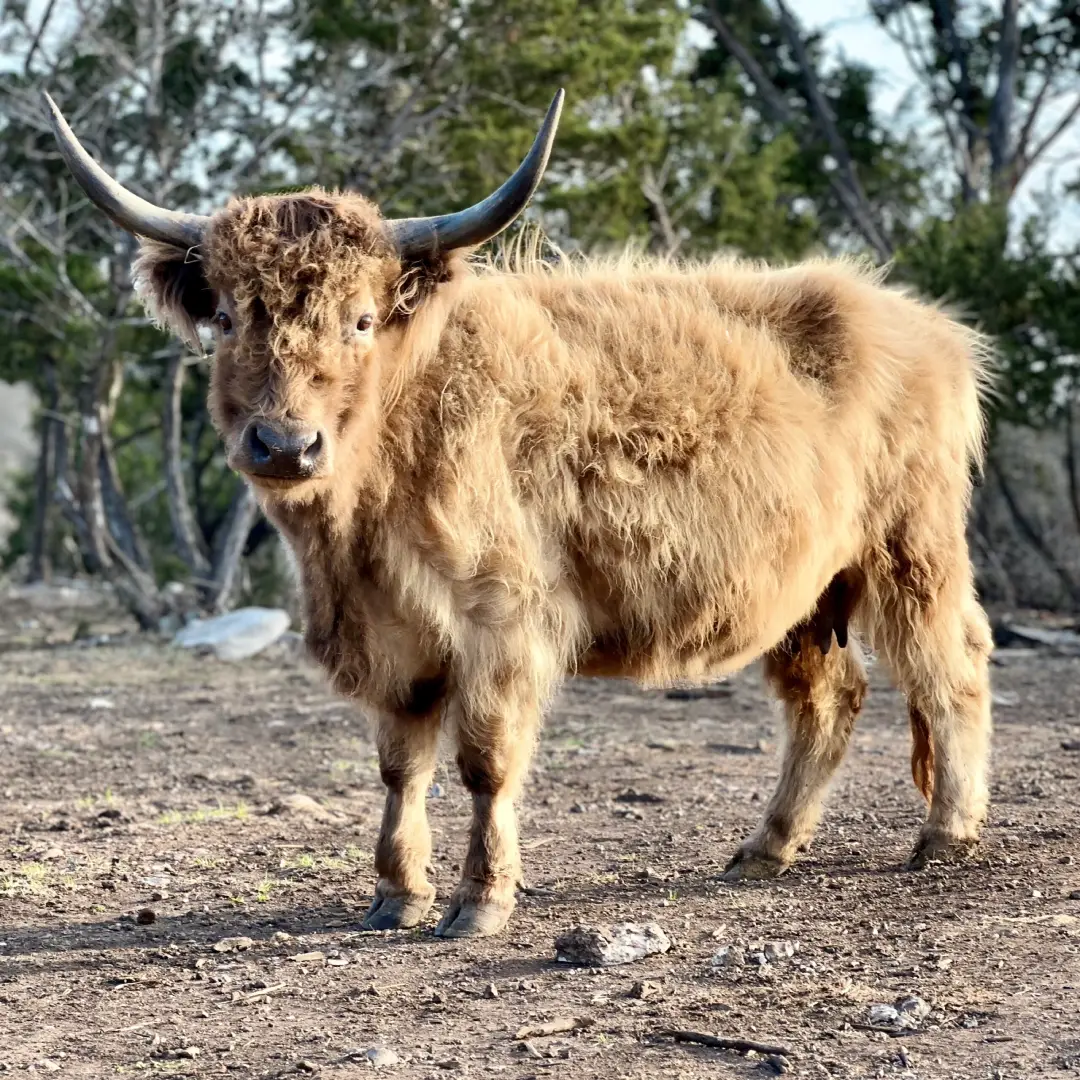 Hannah II is a purebred Miniature Highland Dun Cow, with some of the rarest genetics in the world! This makes her the Gold Standard in Silver Dun.