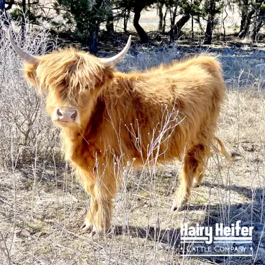 Autumn is a purebred Mini Highland Heifer, with some of the rarest genetics in the world! This makes her the Gold Standard in Silver Dun.