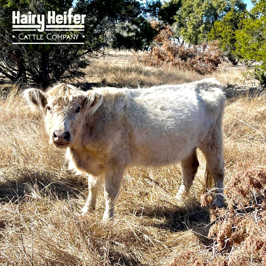 Faith is a purebred Silver Dun Belted Galloway Cow, with some of the rarest genetics in the world! This makes her the Gold Standard in Silver Dun.