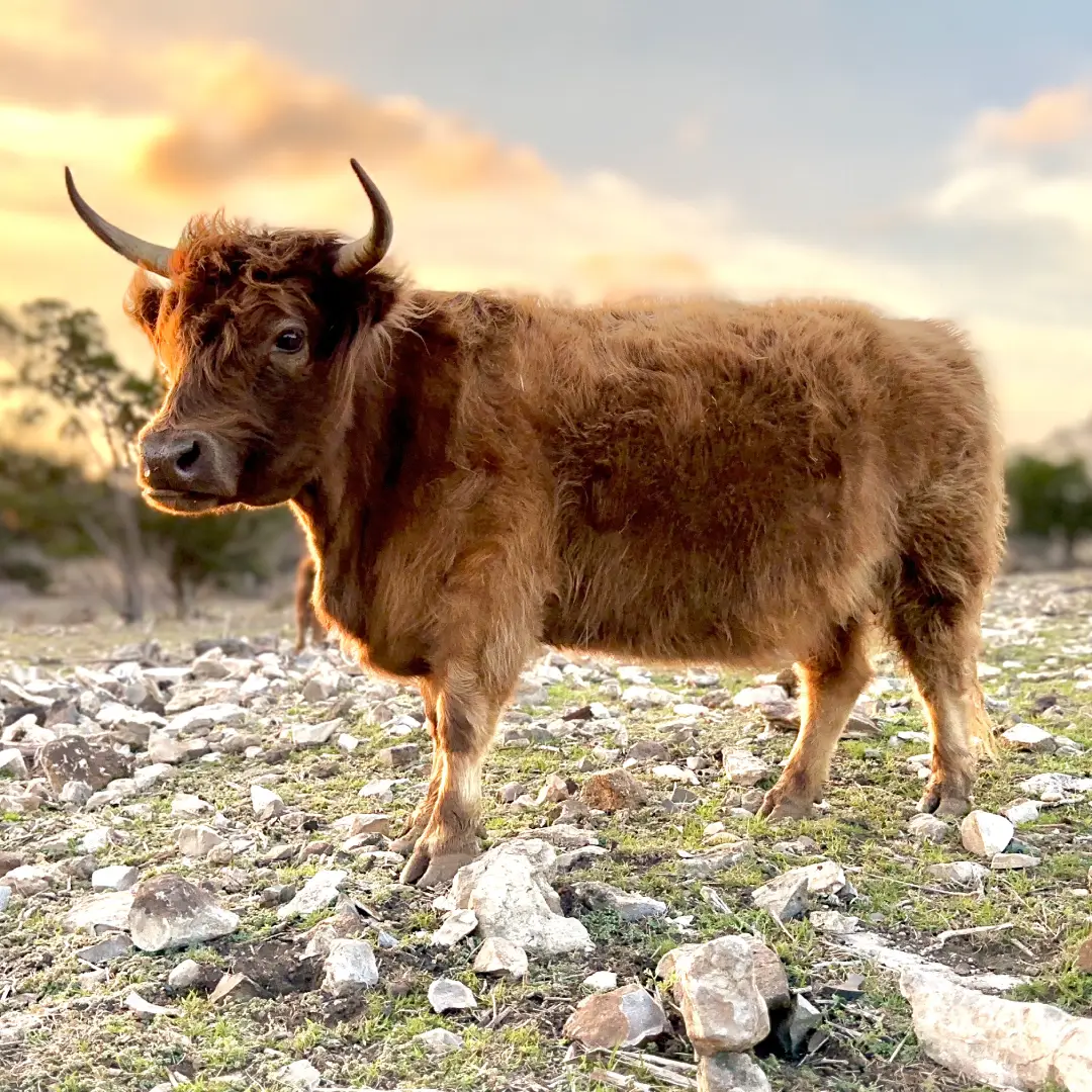 Hazel is a purebred Miniature Highland Dun Cow, with some of the rarest genetics in the world! This makes her the Gold Standard in Silver Dun.