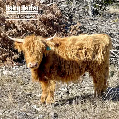 Amber is a purebred Miniature Highland Red cow, with some of the rarest genetics in the world! This makes her the Gold Standard in Silver Dun.