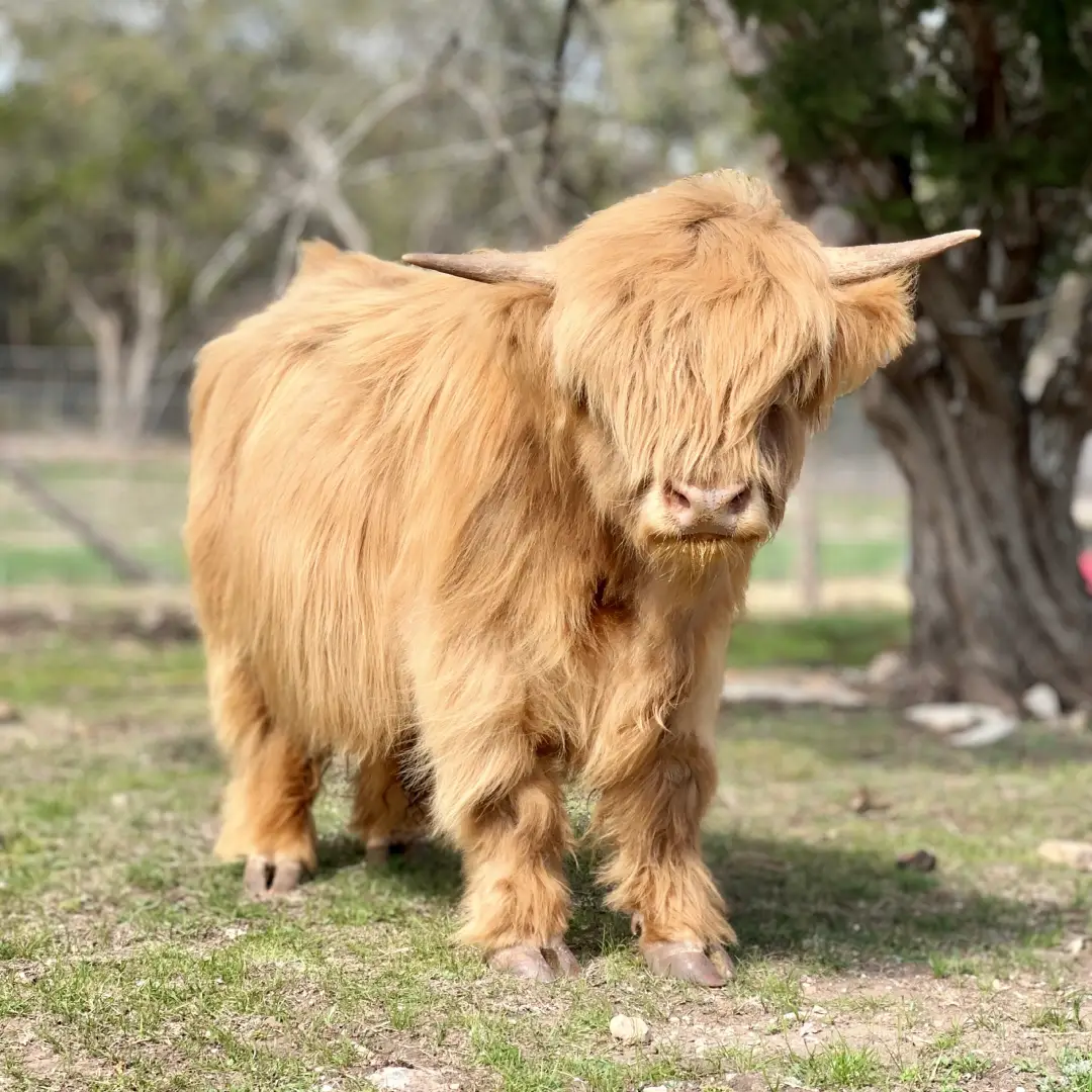 Pumpkin is a purebred Micro Highland Bull, with some of the rarest genetics in the world! This makes him the Gold Standard in Silver Dun.