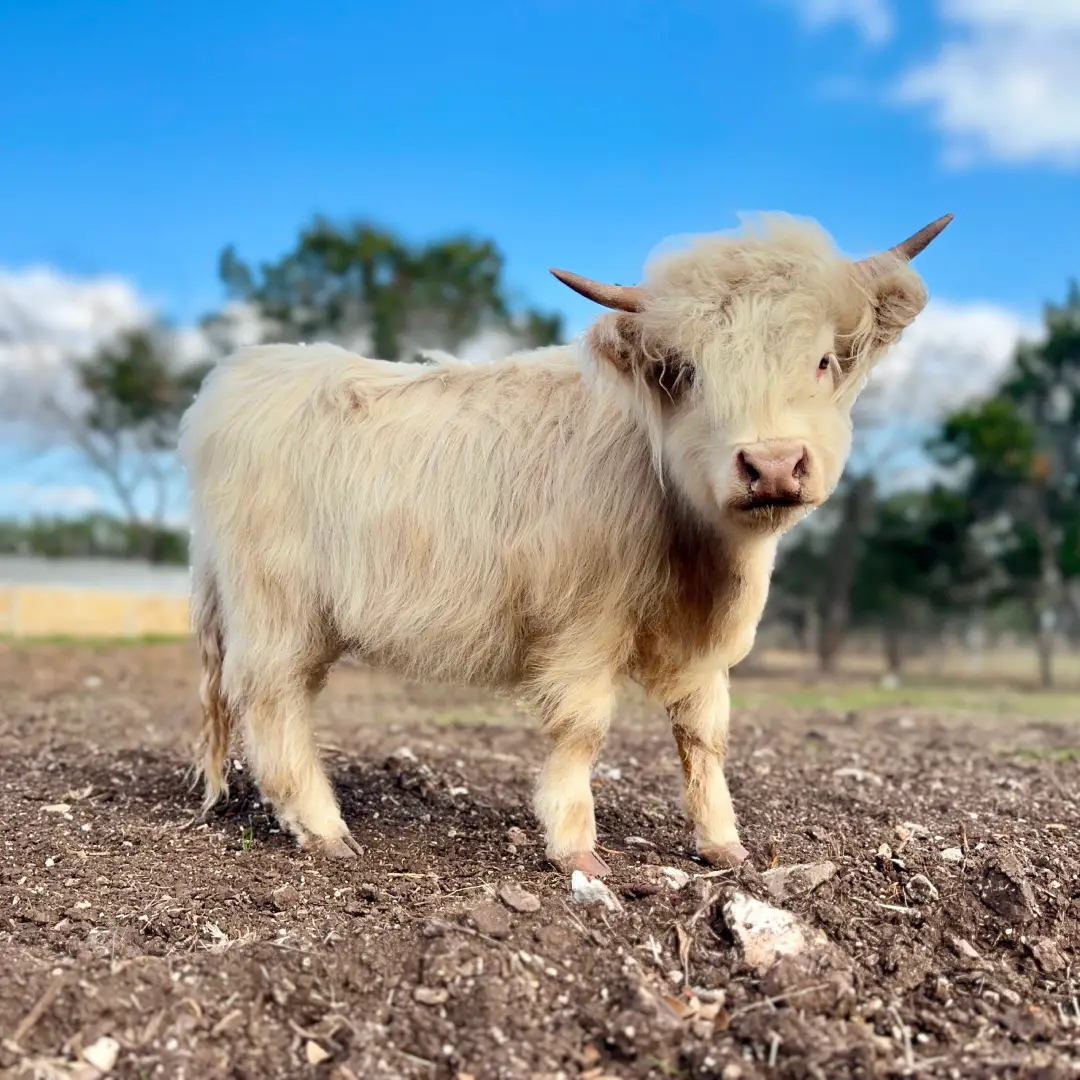 Breezy is a purebred Mini Highland Heifer, with some of the rarest genetics in the world! This makes her the Gold Standard in Silver Dun.