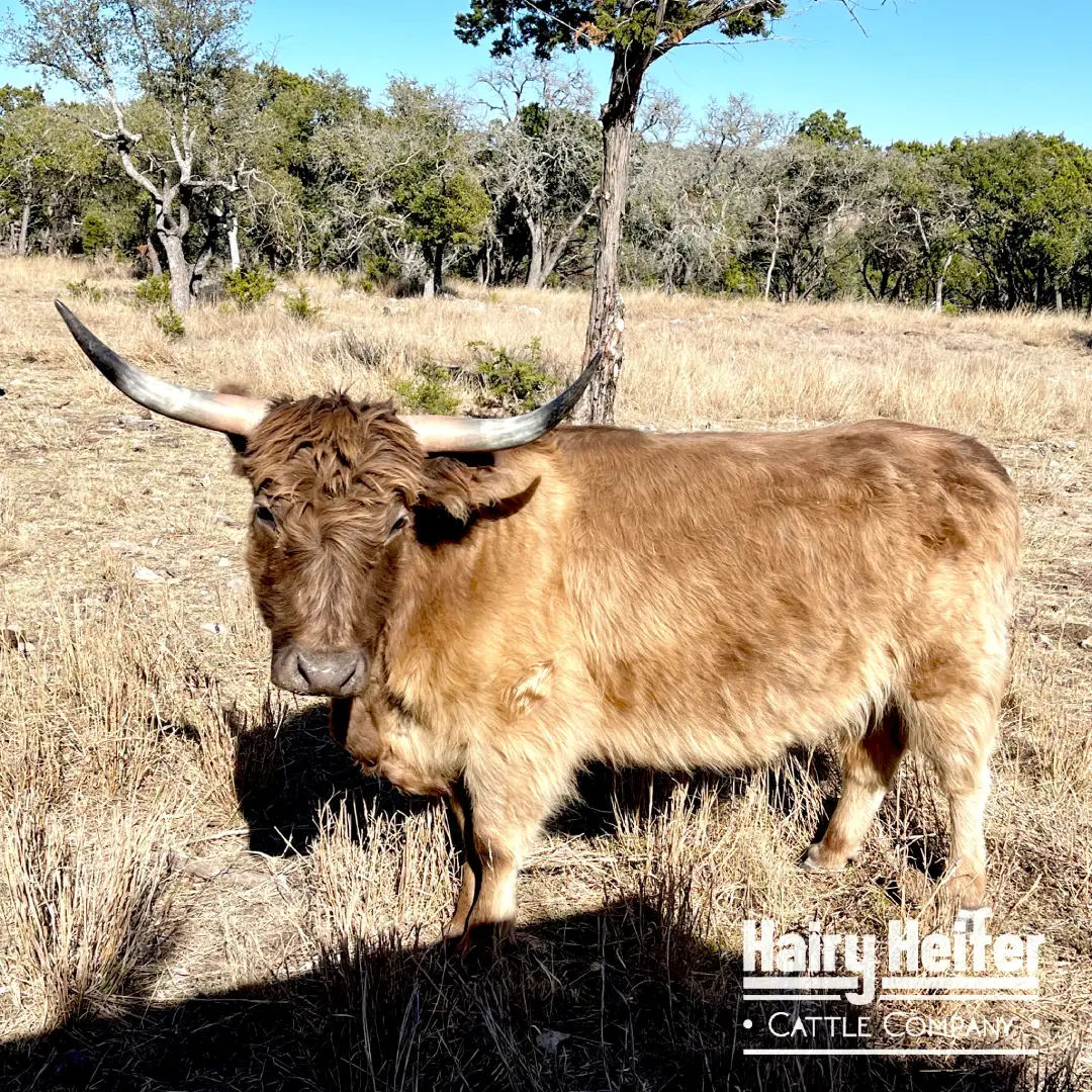 Dora is a purebred Miniature Highland Dun Cow, with some of the rarest genetics in the world! This makes her the Gold Standard in Silver Dun.