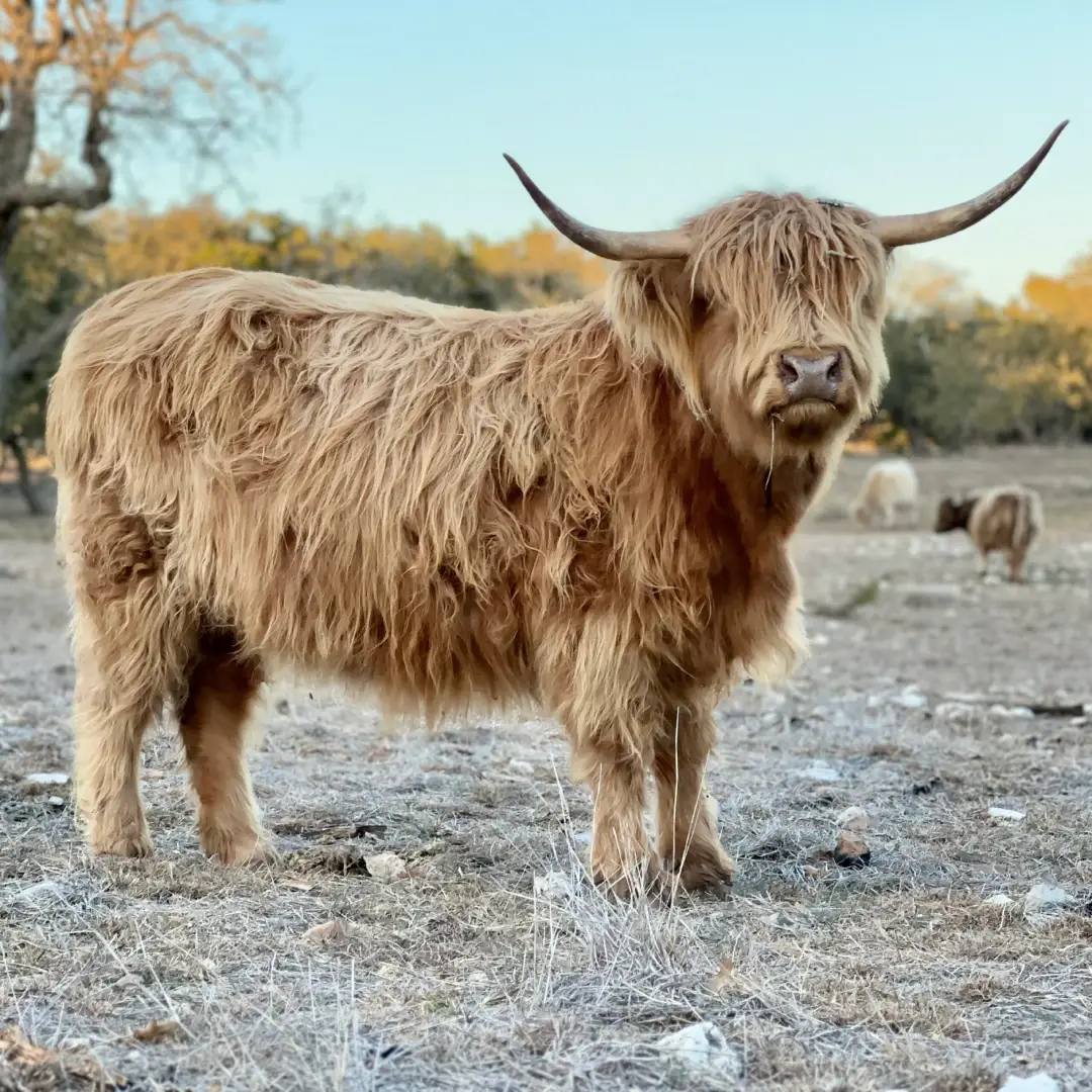 Ginger is a purebred red Mini Highland Heifer, with some of the rarest genetics in the world! This makes her the Gold Standard in Silver Dun.