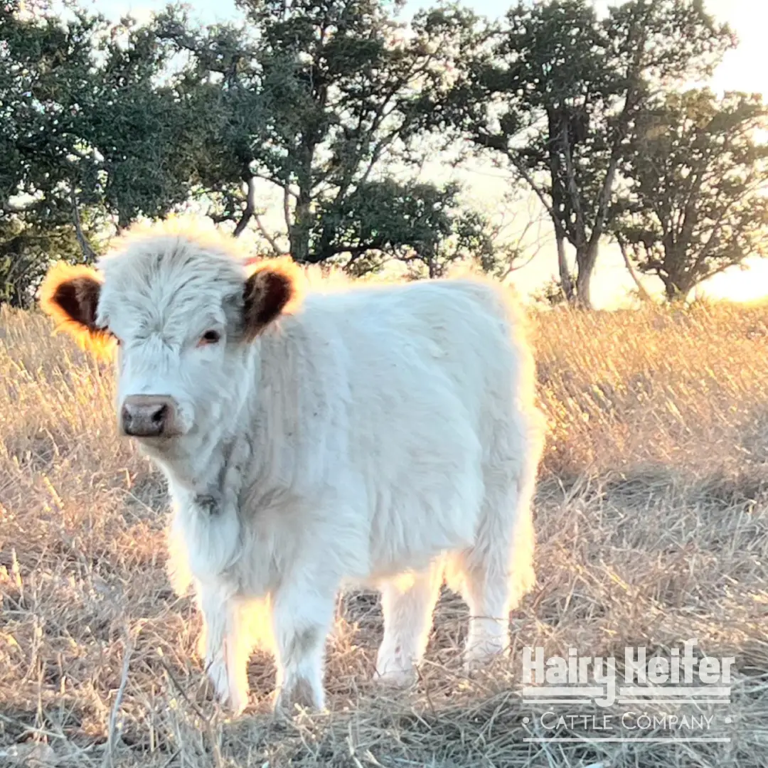 Angel is a purebred Miniature Highland White Cow, with some of the rarest genetics in the world! This makes her the Gold Standard in Silver Dun.