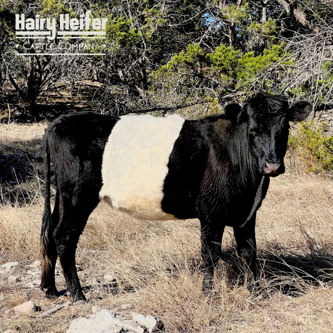 Macy is a purebred White and Black Mini Highpark Cow, with some of the rarest genetics in the world! This makes her the Gold Standard in Silver Dun.