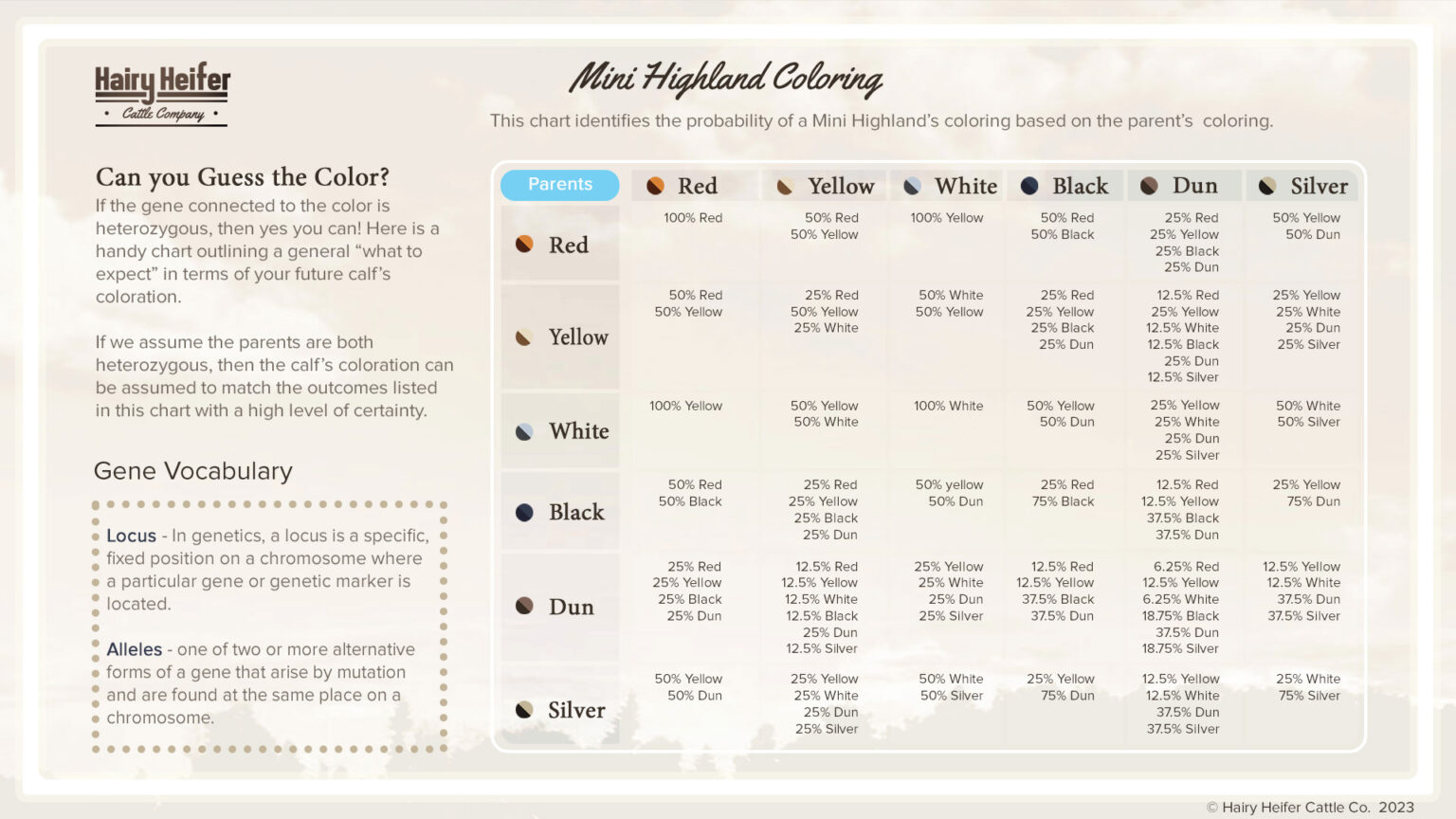 Mini Highland Colors & Genetics Guide | Hairy Heifer