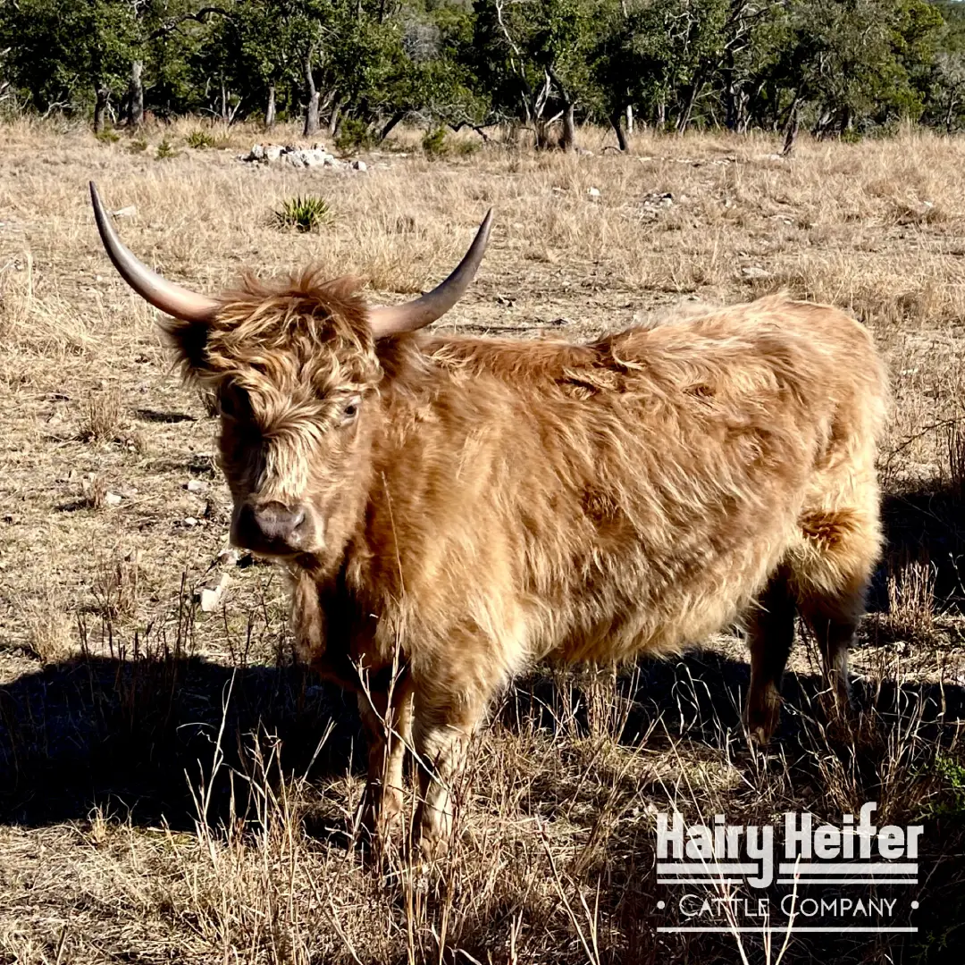 Lulu is a purebred Mini Highland Dun Cow, with some of the rarest genetics in the world! This makes her the Gold Standard in Silver Dun.