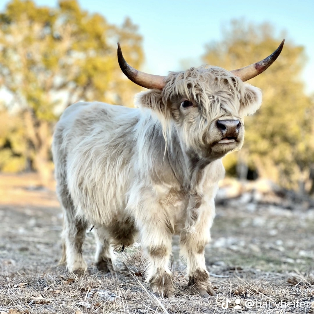 Leonardo is a purebred Mini Highland Silver Bull, with the rarest genetics in the world! This makes him the Gold Standard in Silver Dun.