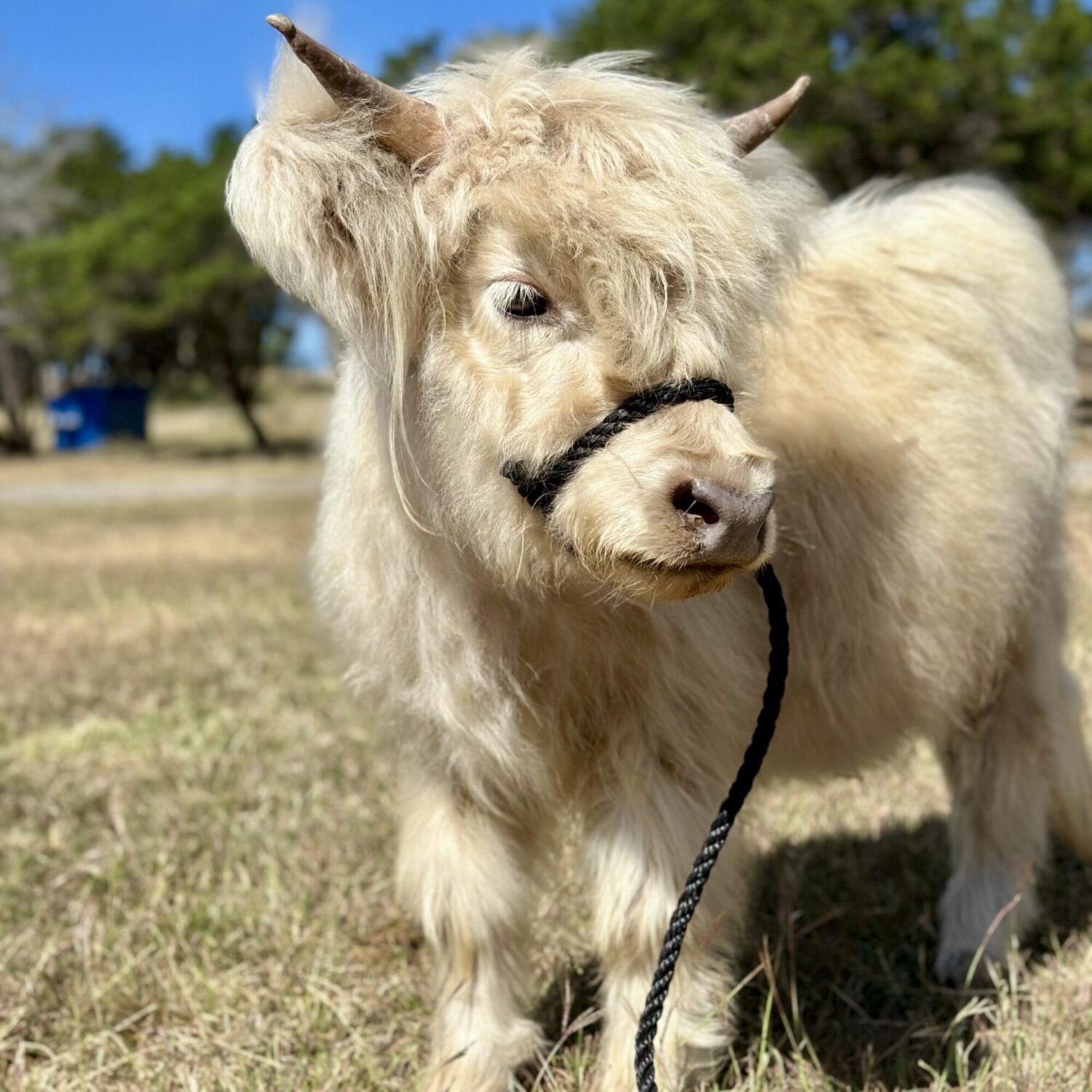 Gucci is a Silver Mini Highland heifer at Hairy Heifer Cattle Company