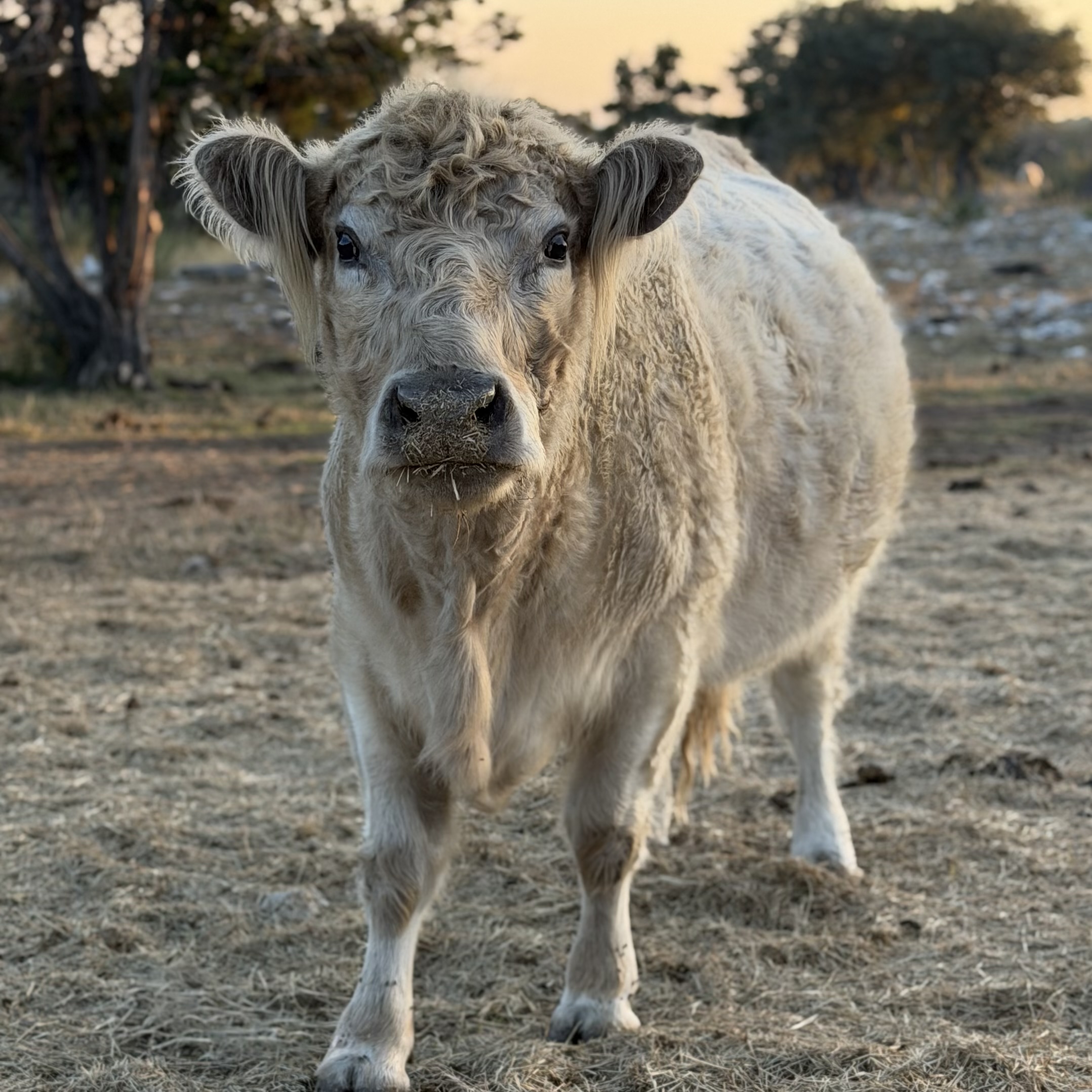 Faith is a Midsized Silver Belted Galloway with hairy ears