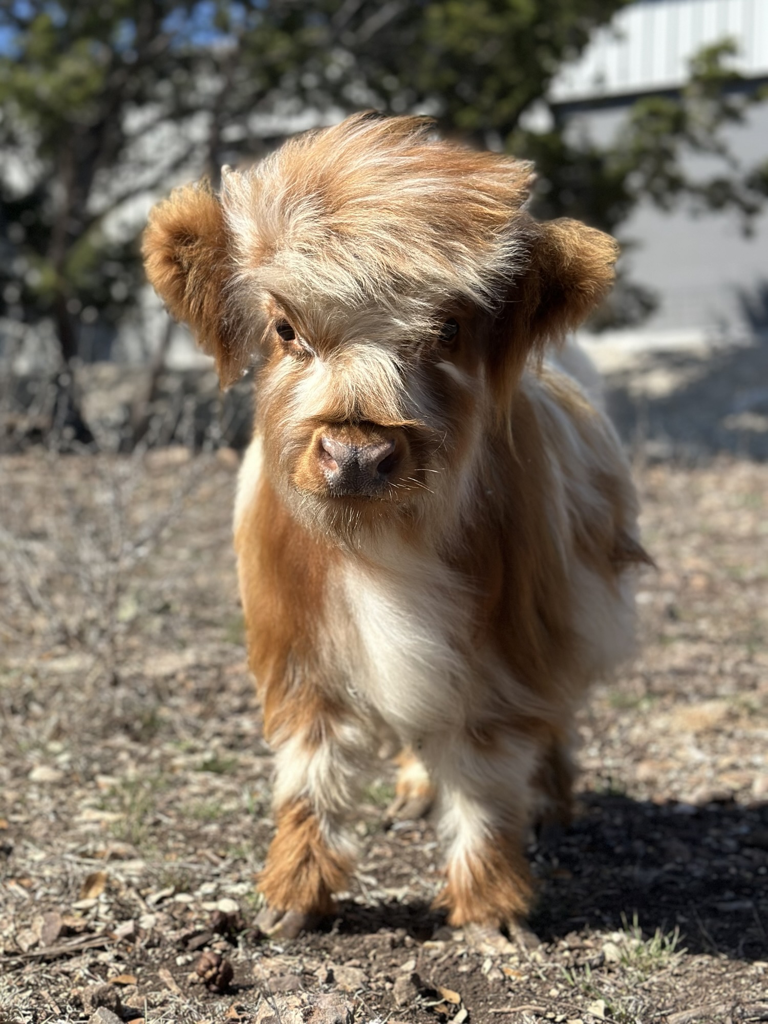 Bandit, a Micro Highpark bull at Hairy Heifer Cattle Company